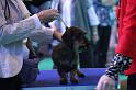 Crufts_dachshunds 233